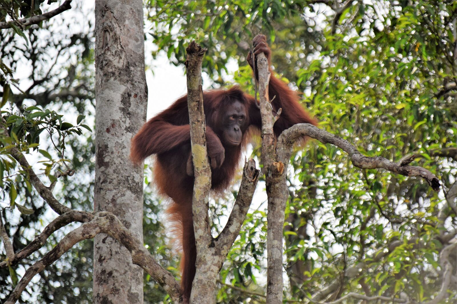 Nikon D5300 sample photo. Orang utan, kalimantan, indonesia photography