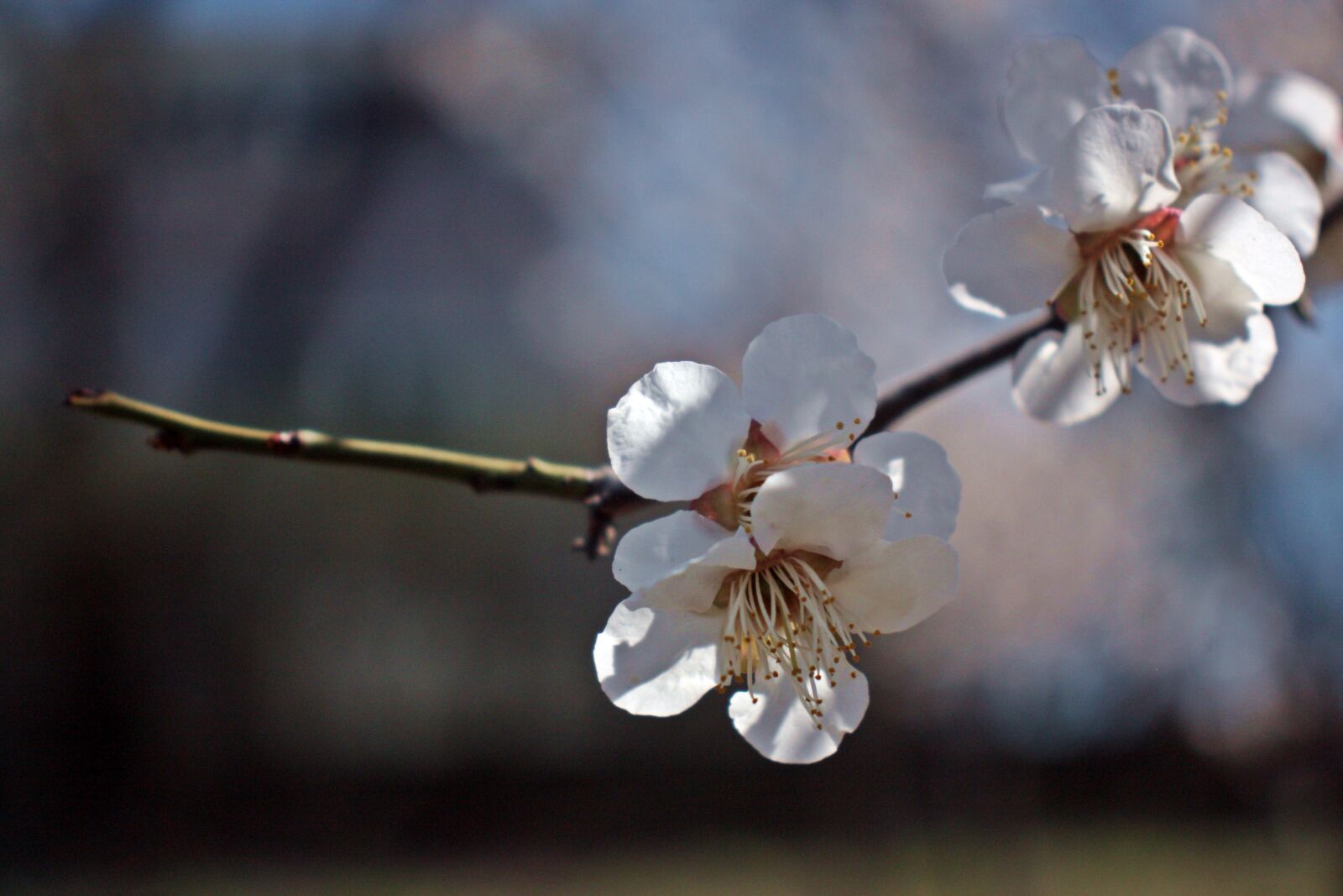 Canon EOS 450D (EOS Rebel XSi / EOS Kiss X2) sample photo. Cherry blossom, flower, flowers photography