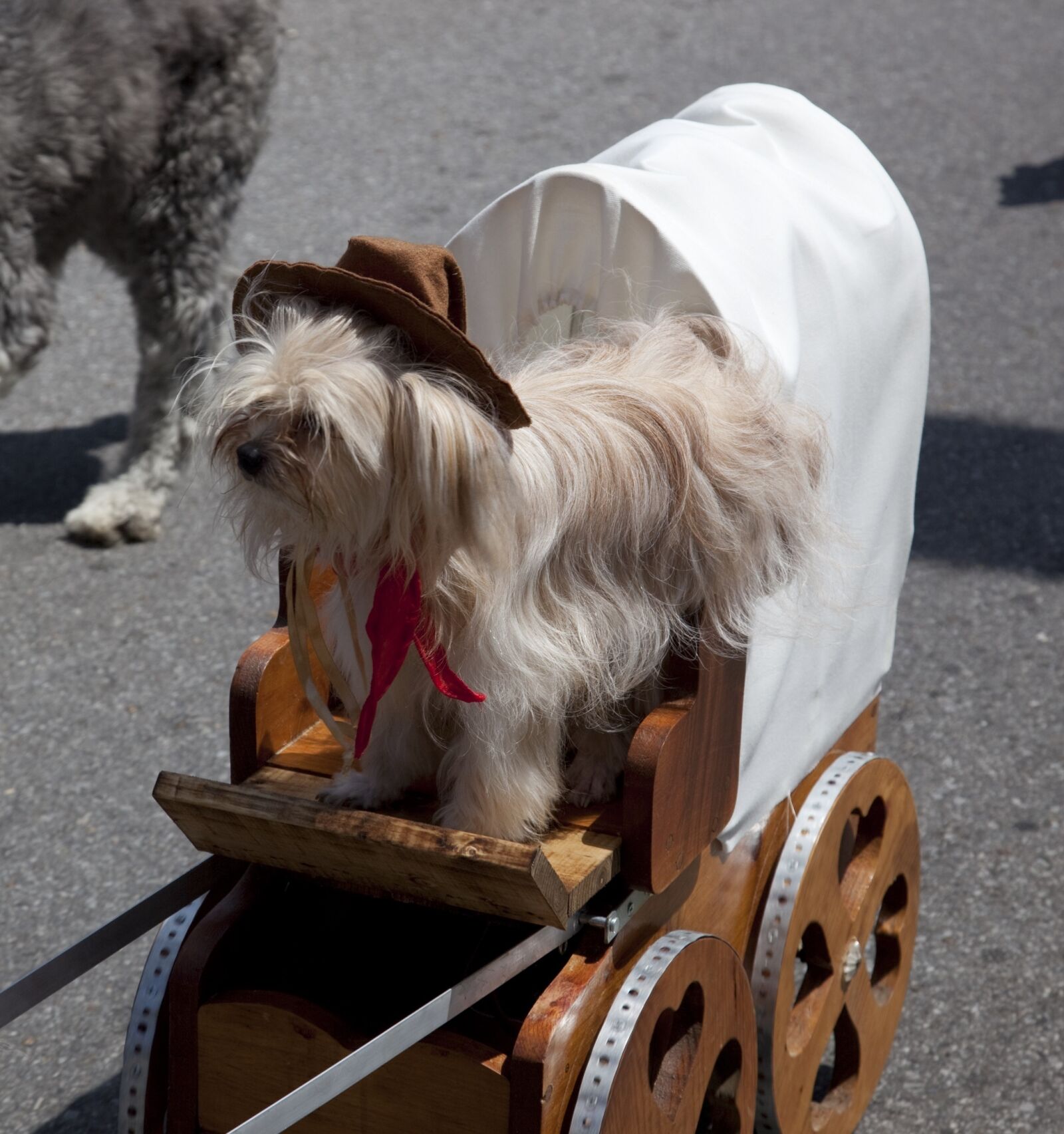 Canon EOS 5D Mark II sample photo. Dog, costume, parade photography