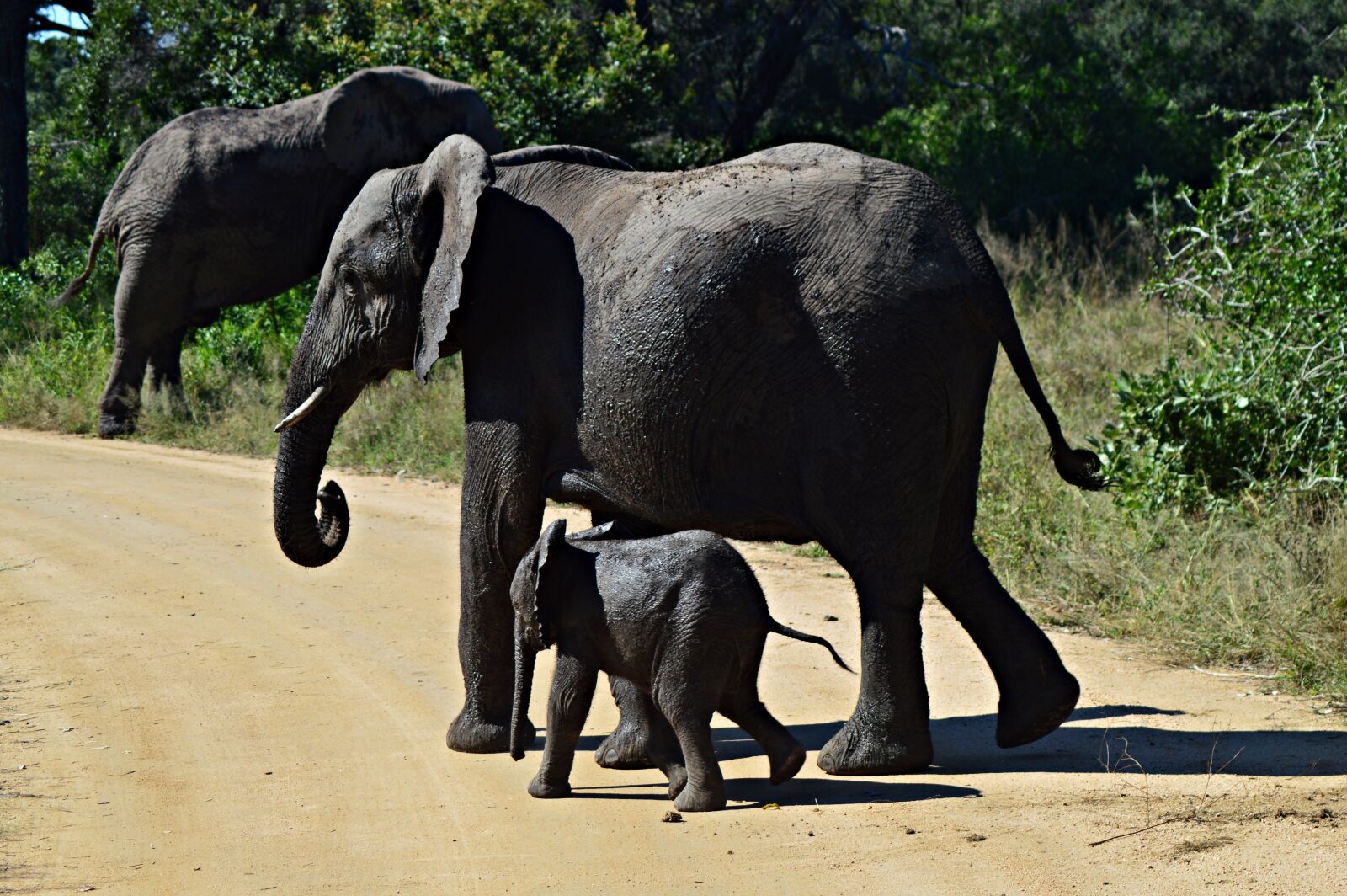 Nikon D3200 sample photo. Elephants, young, wildlife photography