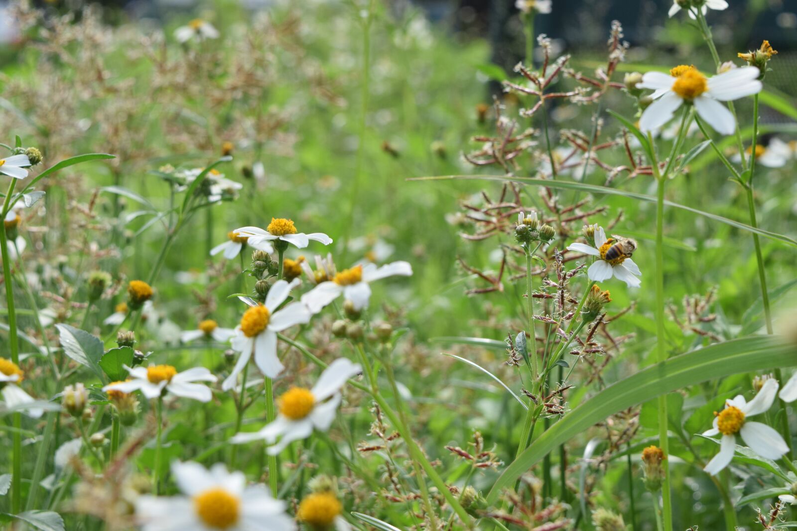 Nikon D3300 sample photo. Insects, flowers, nature photography