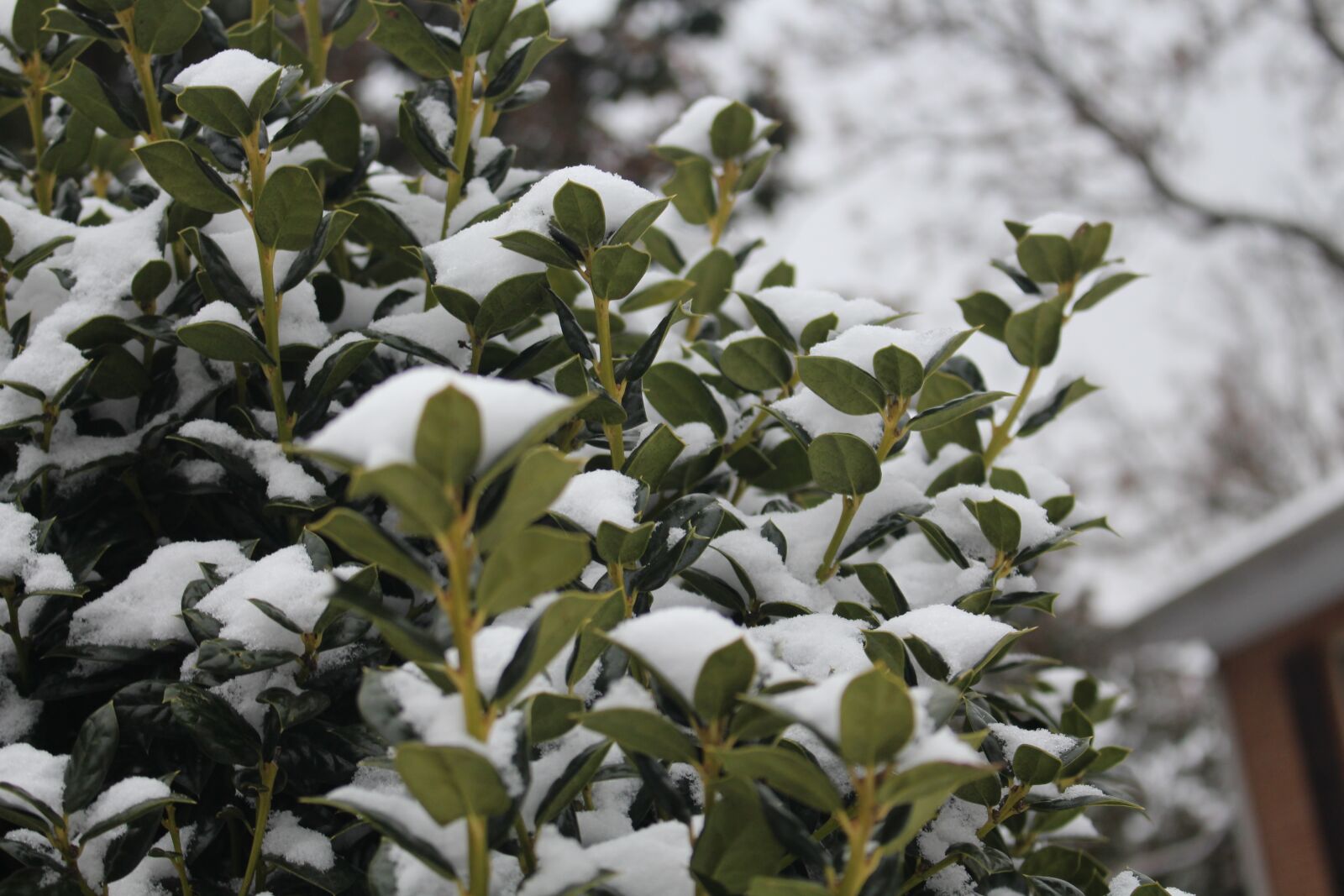 Canon EOS 700D (EOS Rebel T5i / EOS Kiss X7i) sample photo. Snow on bushes, bushes photography