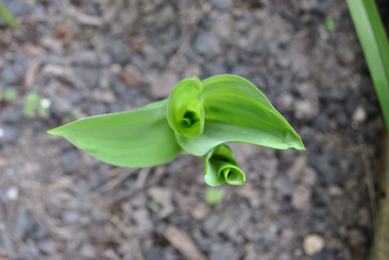 Nikon D3000 sample photo. Flower, plant, nature photography