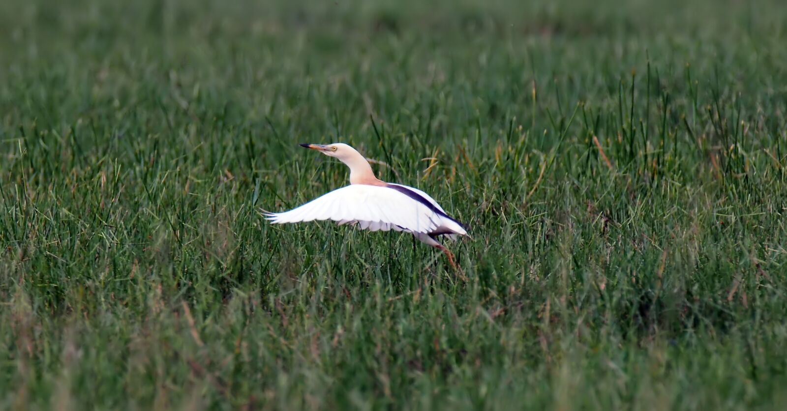 Olympus OM-D E-M1 sample photo. Bird, wild, wildlife photography