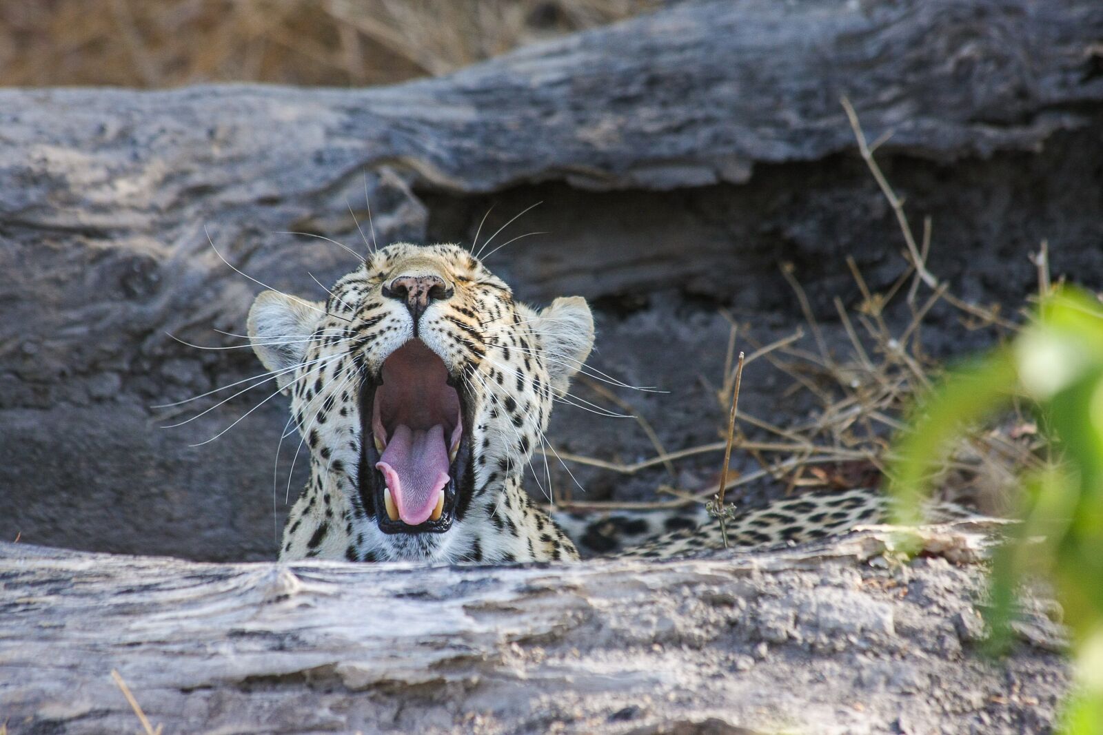 Canon EOS 40D sample photo. Leopard, africa, safari photography