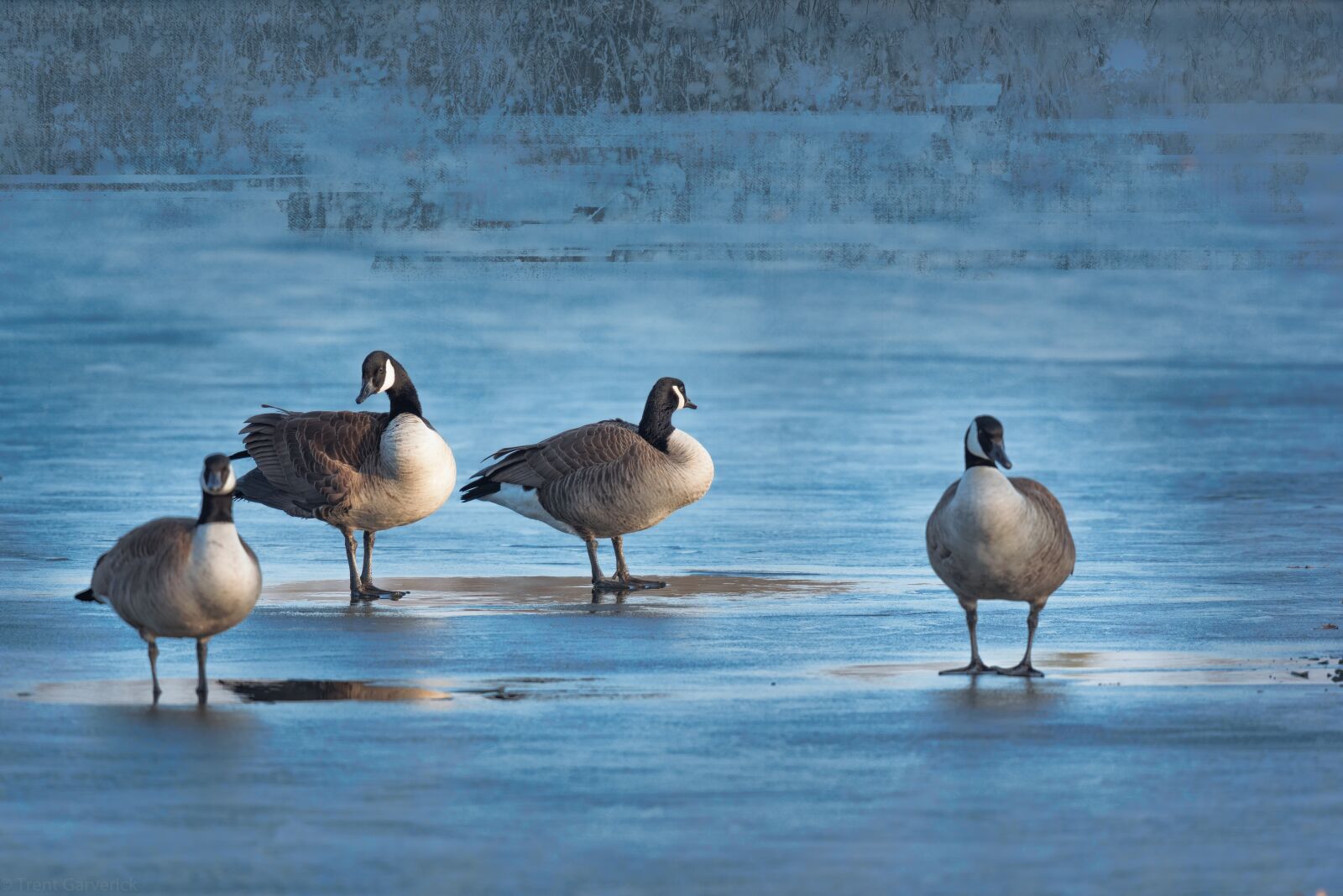 Nikon D750 sample photo. Geese, ice, park photography