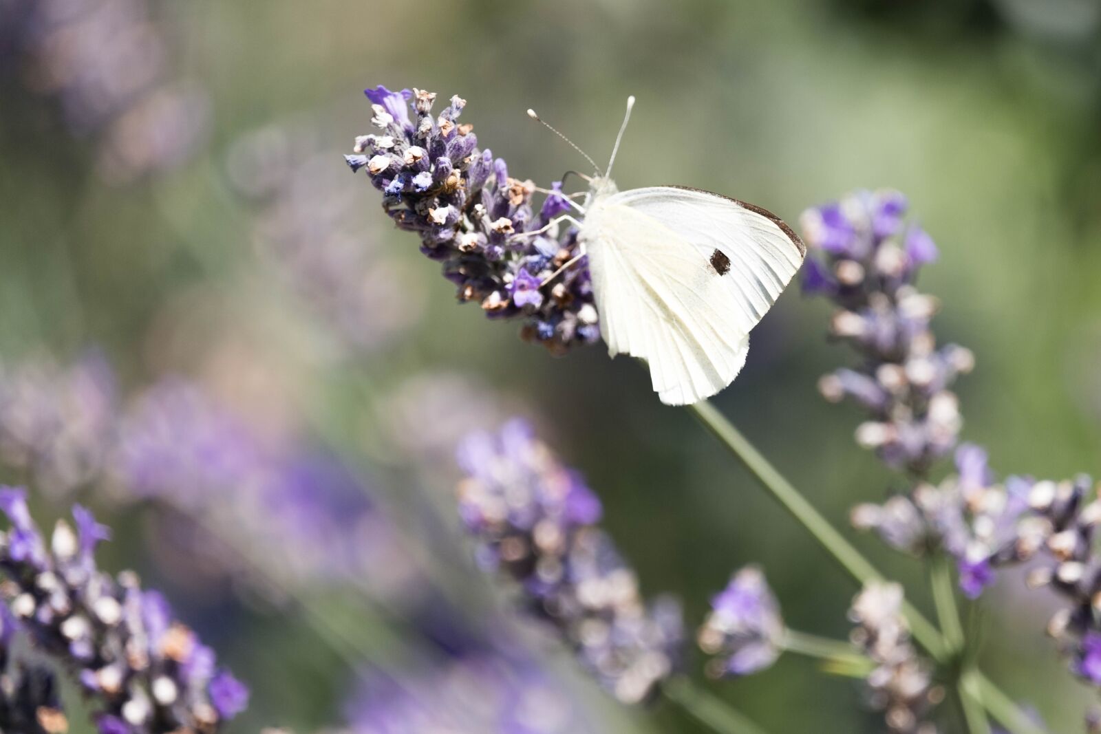 Fujifilm X-T2 + Fujifilm XF 55-200mm F3.5-4.8 R LM OIS sample photo. Nature, butterfly, lavender photography