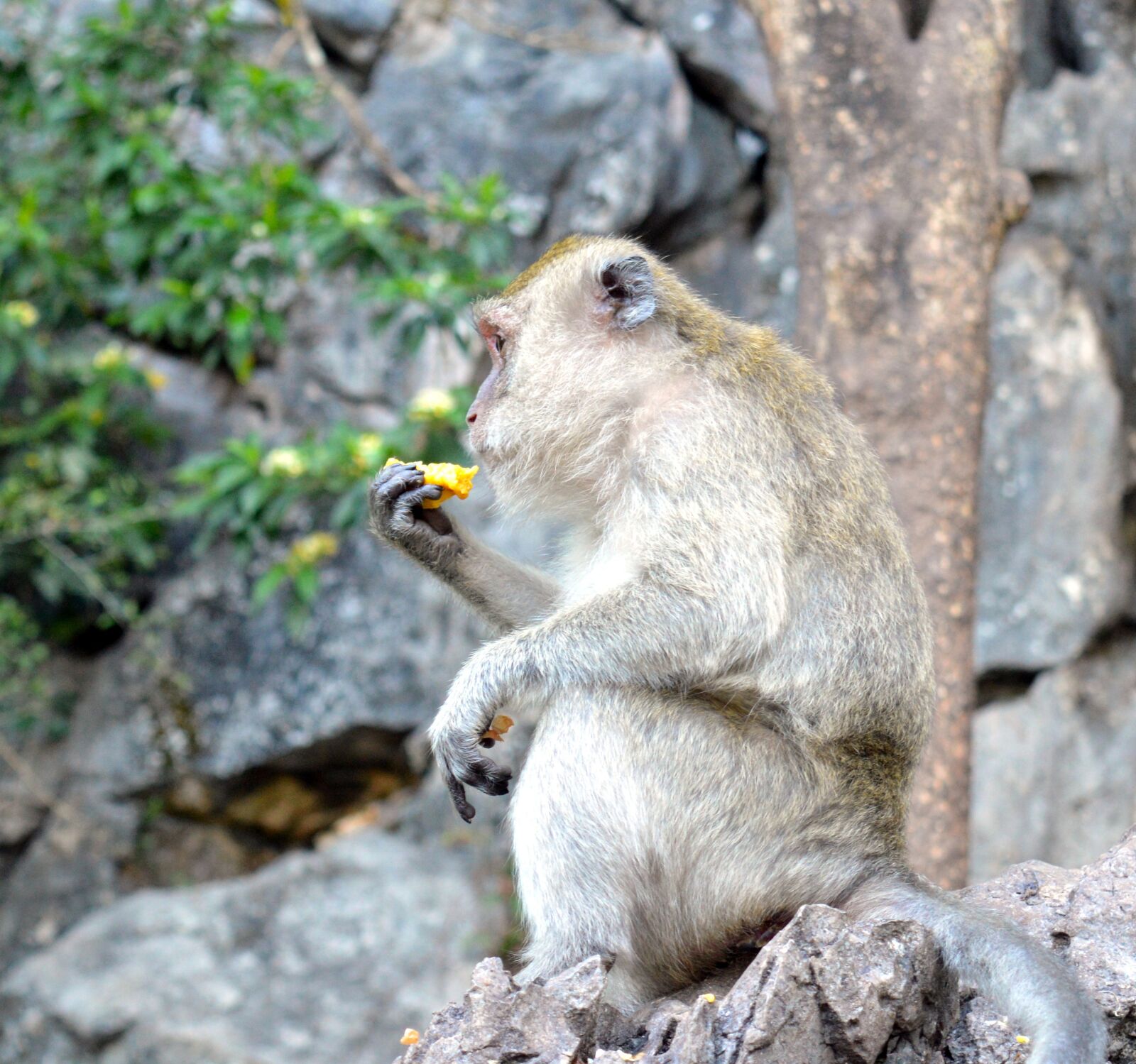 Nikon D3200 sample photo. Monkey, rhesus monkeys, primate photography