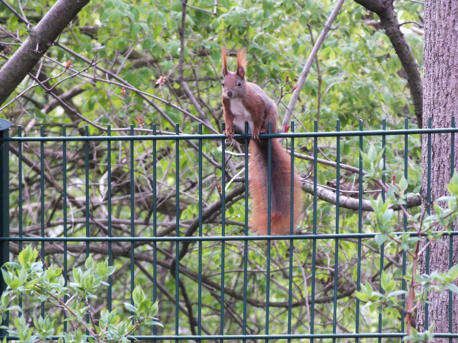 FujiFilm FinePix HS20 EXR (FinePix HS22 EXR) sample photo. Squirrel, fence, nature photography
