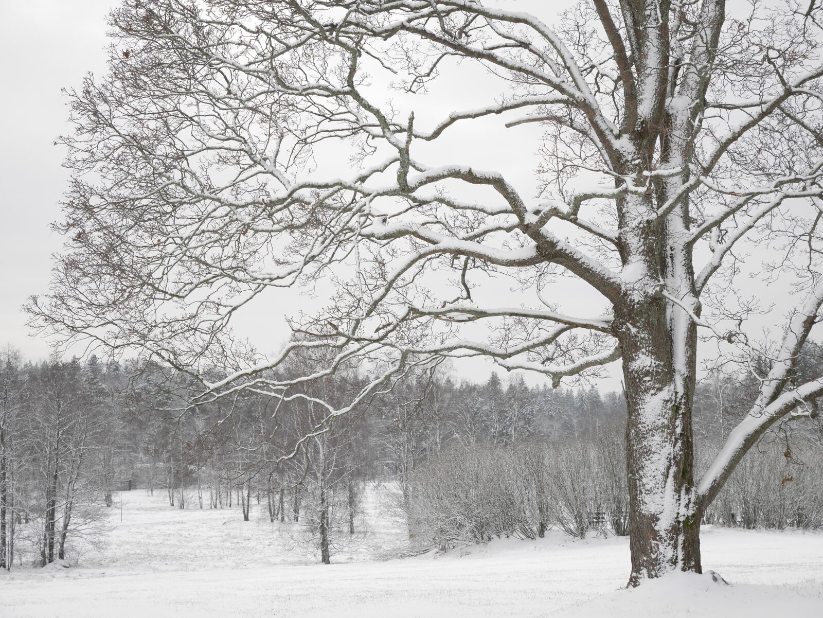 Panasonic Lumix G Vario HD 12-32mm F3.5-5.6 Mega OIS sample photo. Winter wonderland tree photography