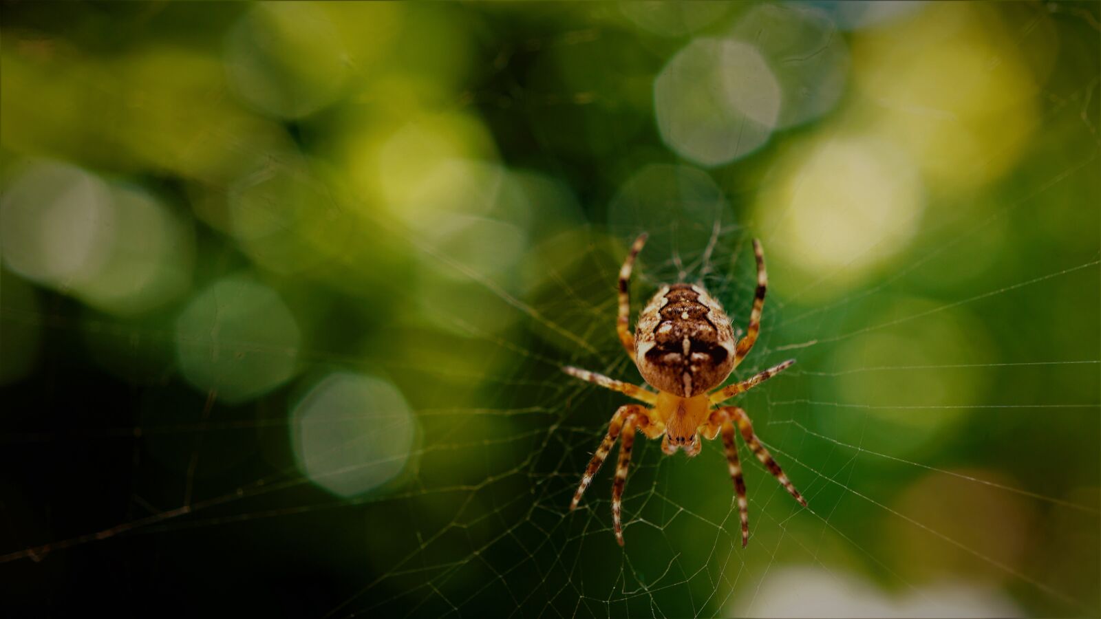 Sony E 30mm F3.5 Macro sample photo. Araneus, spider, cobweb photography