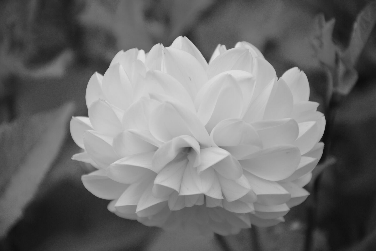 Nikon D5200 sample photo. Flower, white, photo black photography