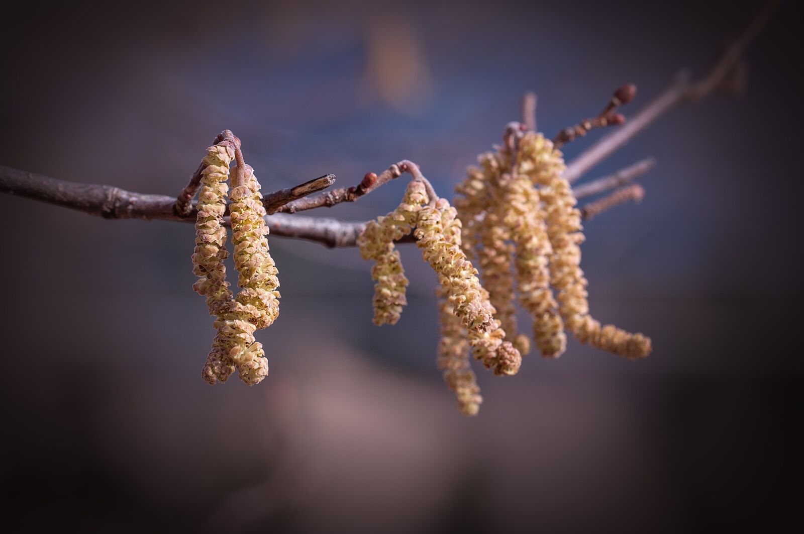 Nikon D90 sample photo. Common hazel, hazel, branch photography