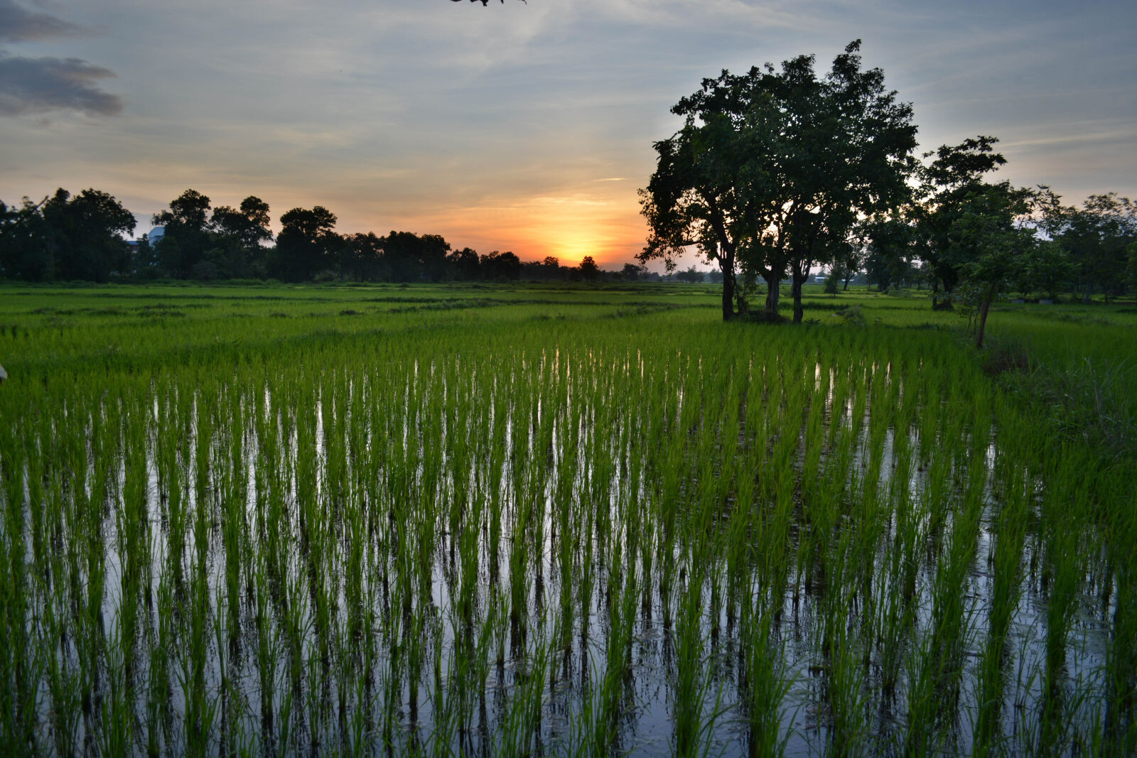 Nikon D5200 sample photo