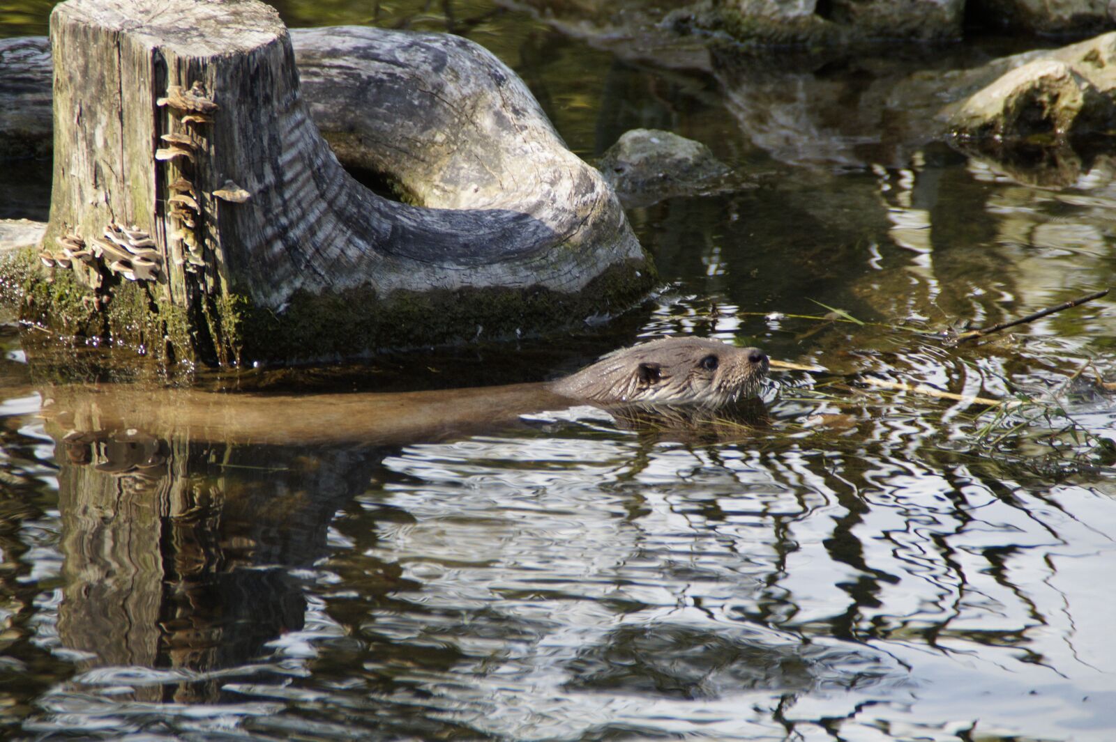 Sony SLT-A58 sample photo. Otter, swim, wild animal photography