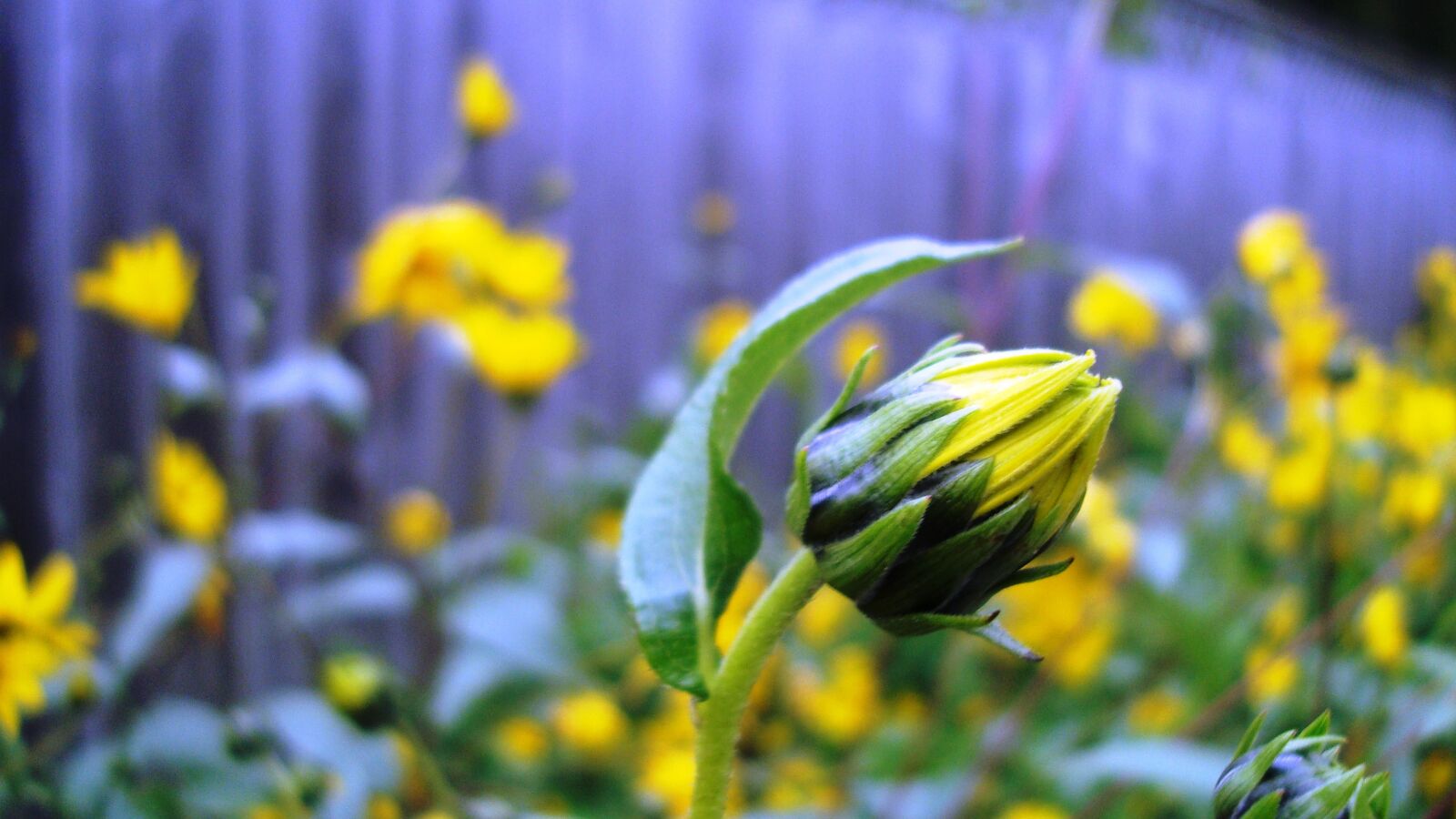 Sony Cyber-shot DSC-W120 sample photo. Dandelion, flower, taraxacum photography