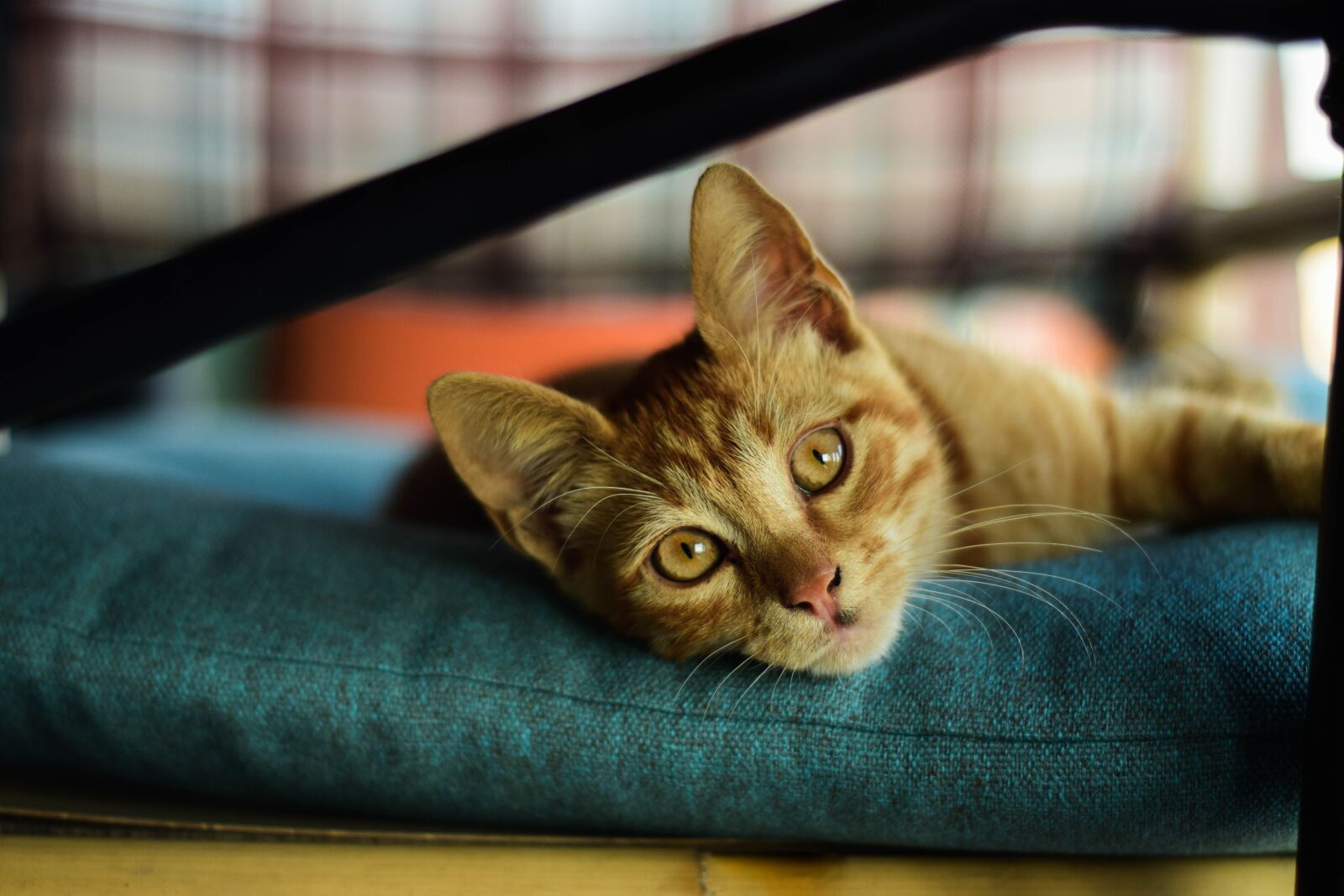 Nikon D5300 sample photo. Cat, animal, pet photography
