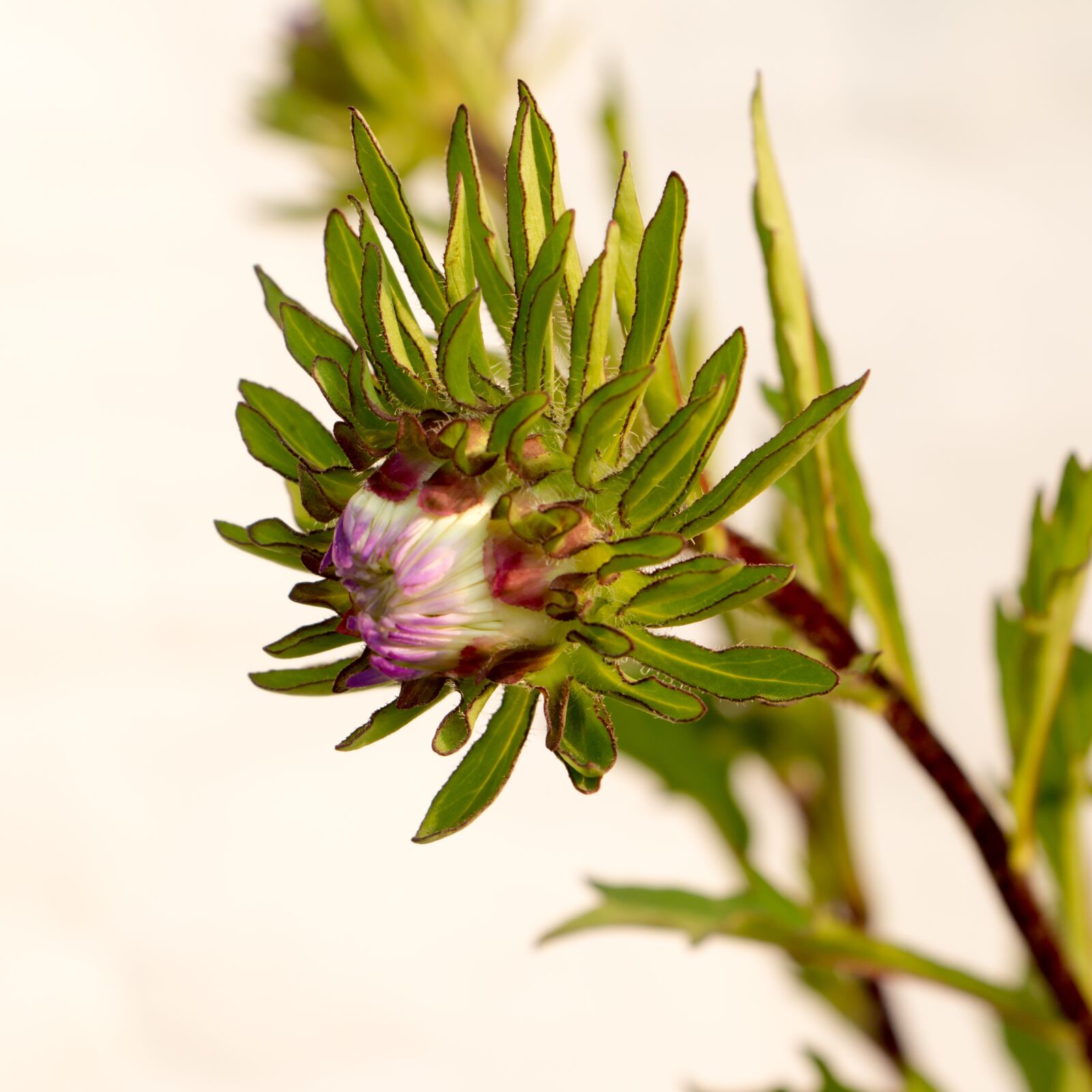Canon EOS 70D sample photo. Aster, flowers, winter flower photography
