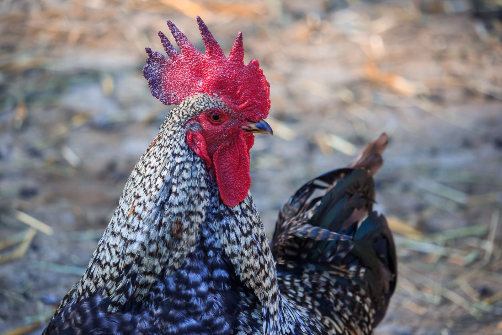 Canon EF-S 55-250mm F4-5.6 IS STM sample photo. Hahn, gockel, poultry photography