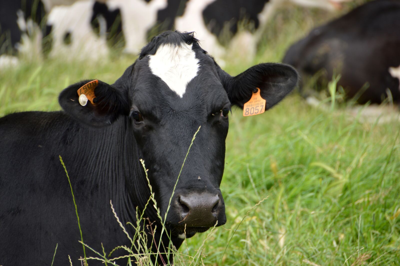 Nikon D3200 sample photo. Animal, mammal, cow photography