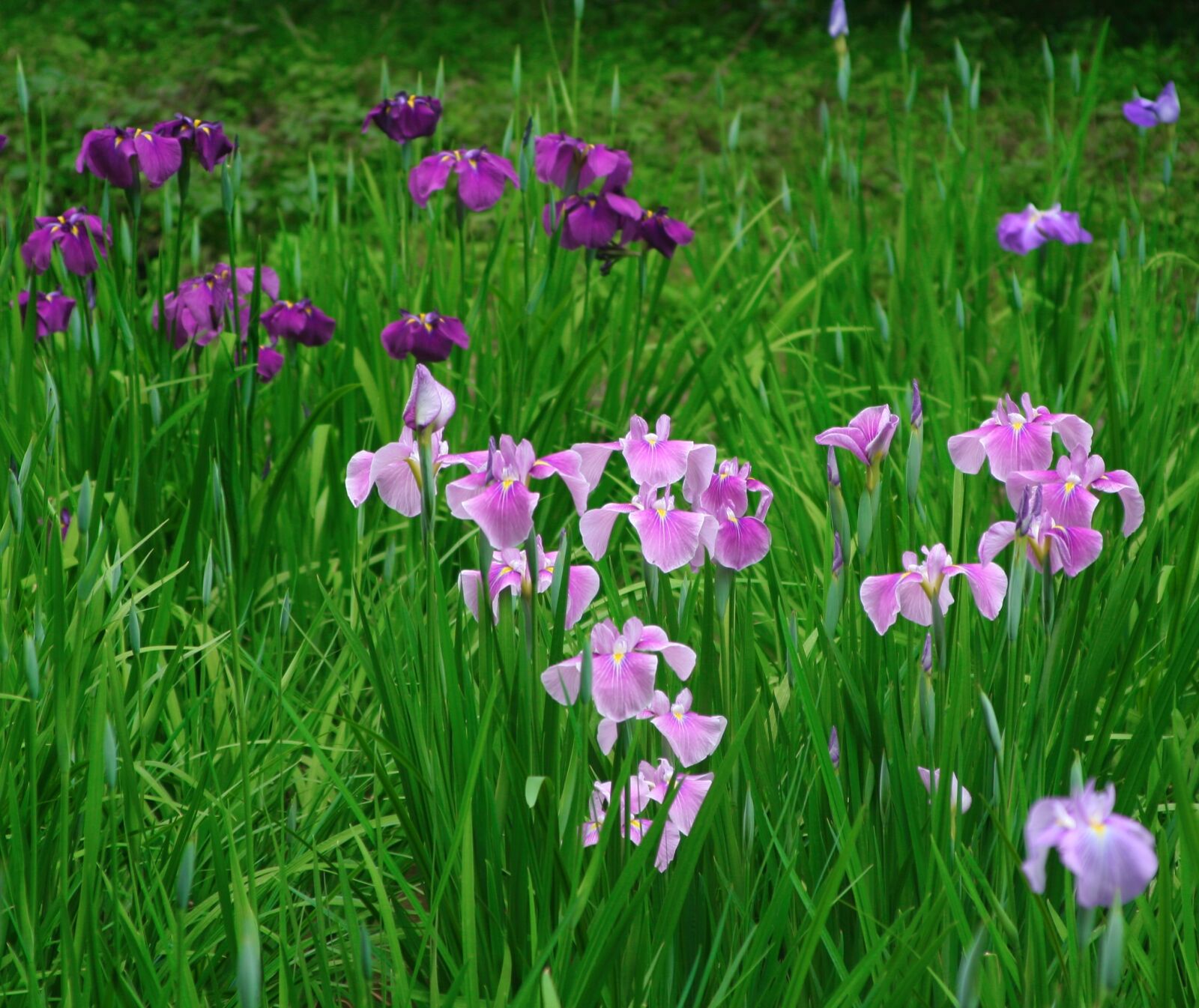 Canon EOS 350D (EOS Digital Rebel XT / EOS Kiss Digital N) sample photo. Iris, flowers, purple photography