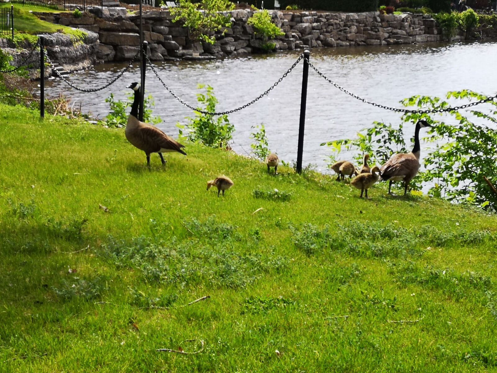 HUAWEI P20 sample photo. Animals, lake, chicks photography