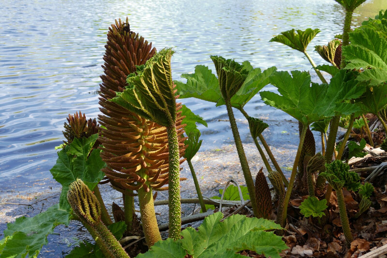 Panasonic Lumix DMC-FZ1000 sample photo. Water, plants, nature photography