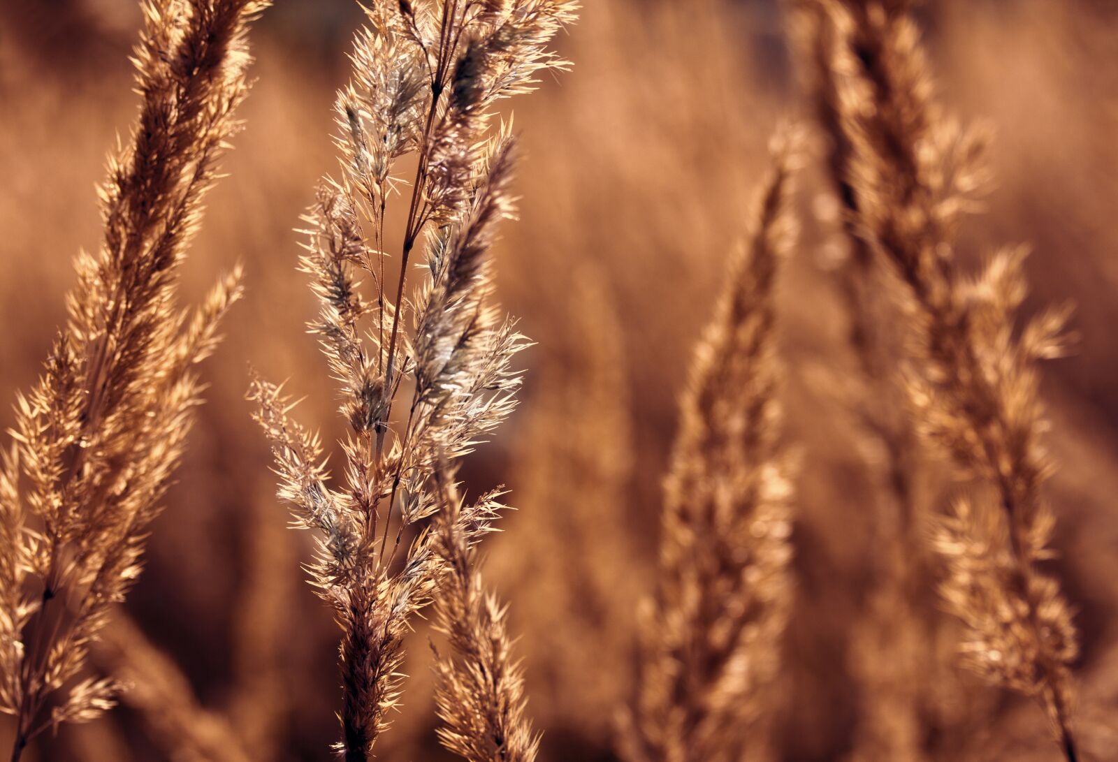 Canon EF-S 60mm F2.8 Macro USM sample photo. Grass, orange, meadow photography