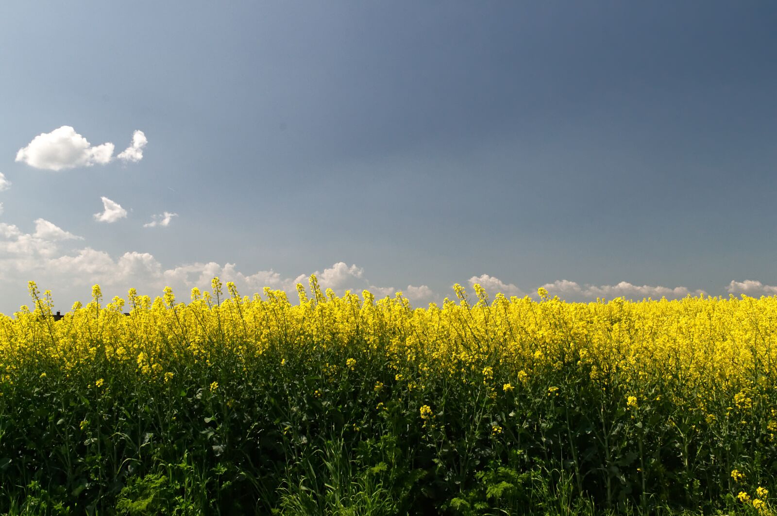 Nikon D3100 sample photo. Oilseed rape, field, spring photography