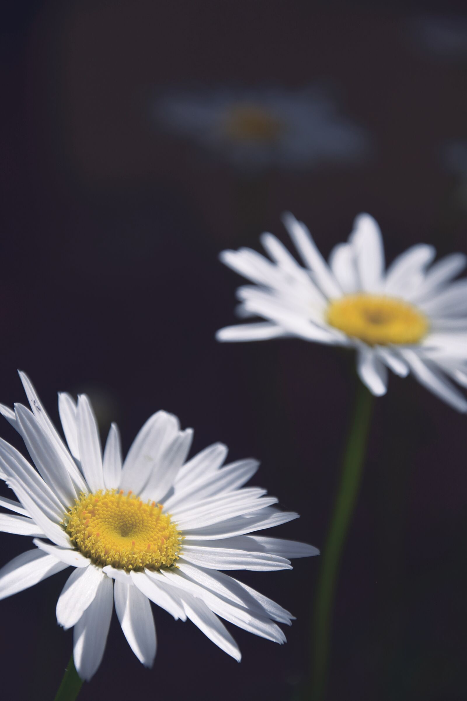 Nikon D3300 sample photo. Daisies, daisy, flowers photography
