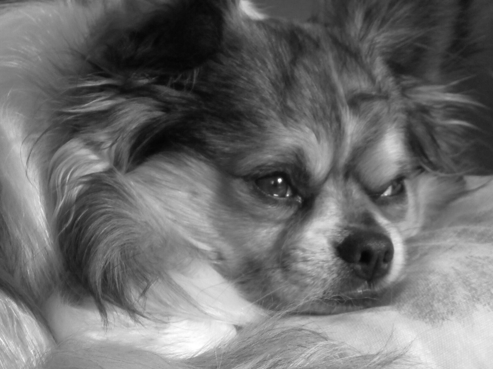 Canon PowerShot SX620 HS sample photo. Dog, chihuahua, black and photography
