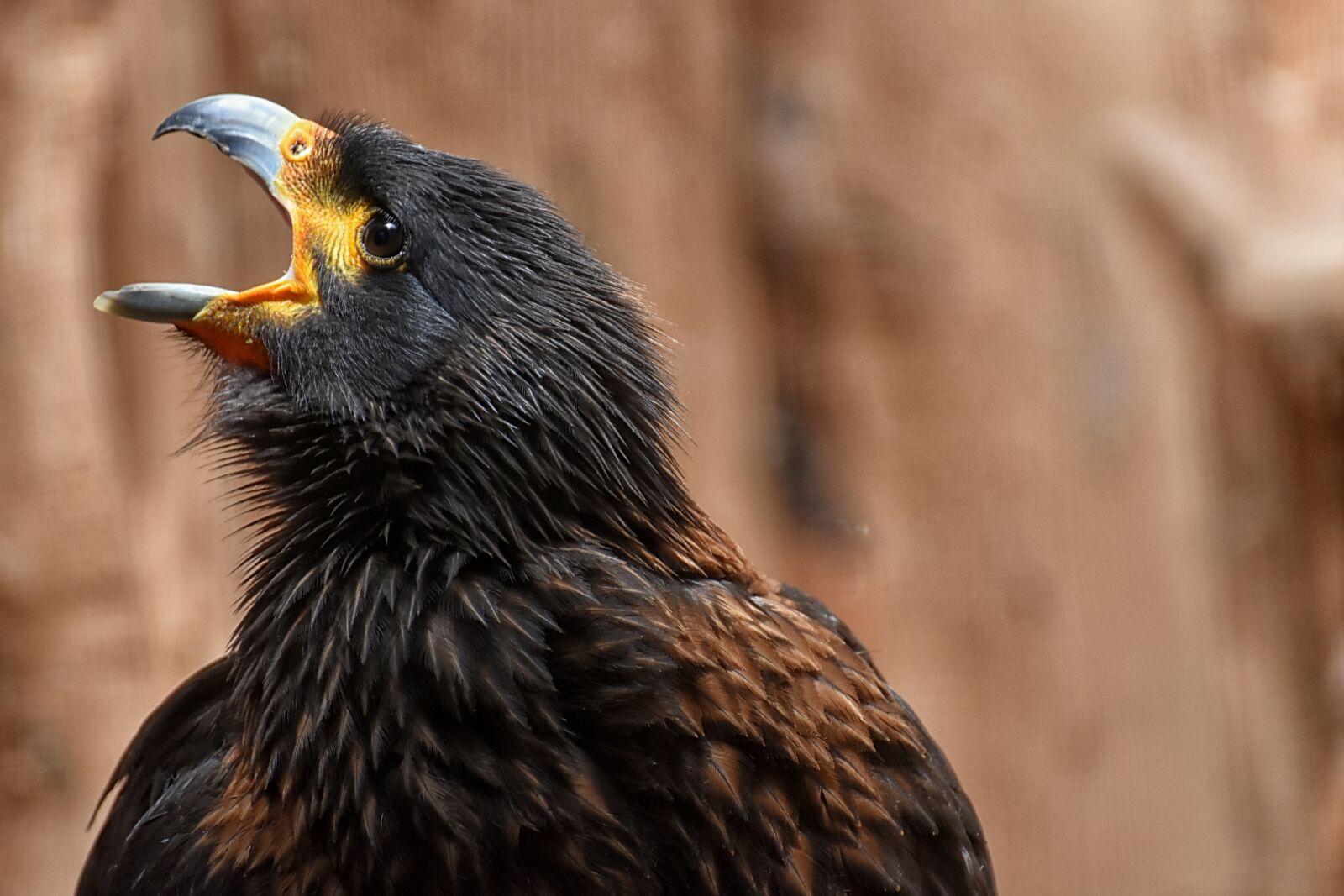Nikon D7200 sample photo. Buzzard, harris hawk, raptor photography