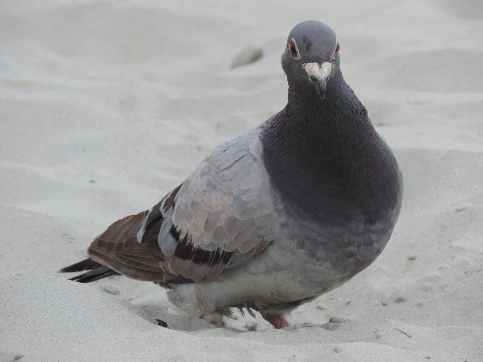 Nikon Coolpix P520 sample photo. Dove, bird, animal photography