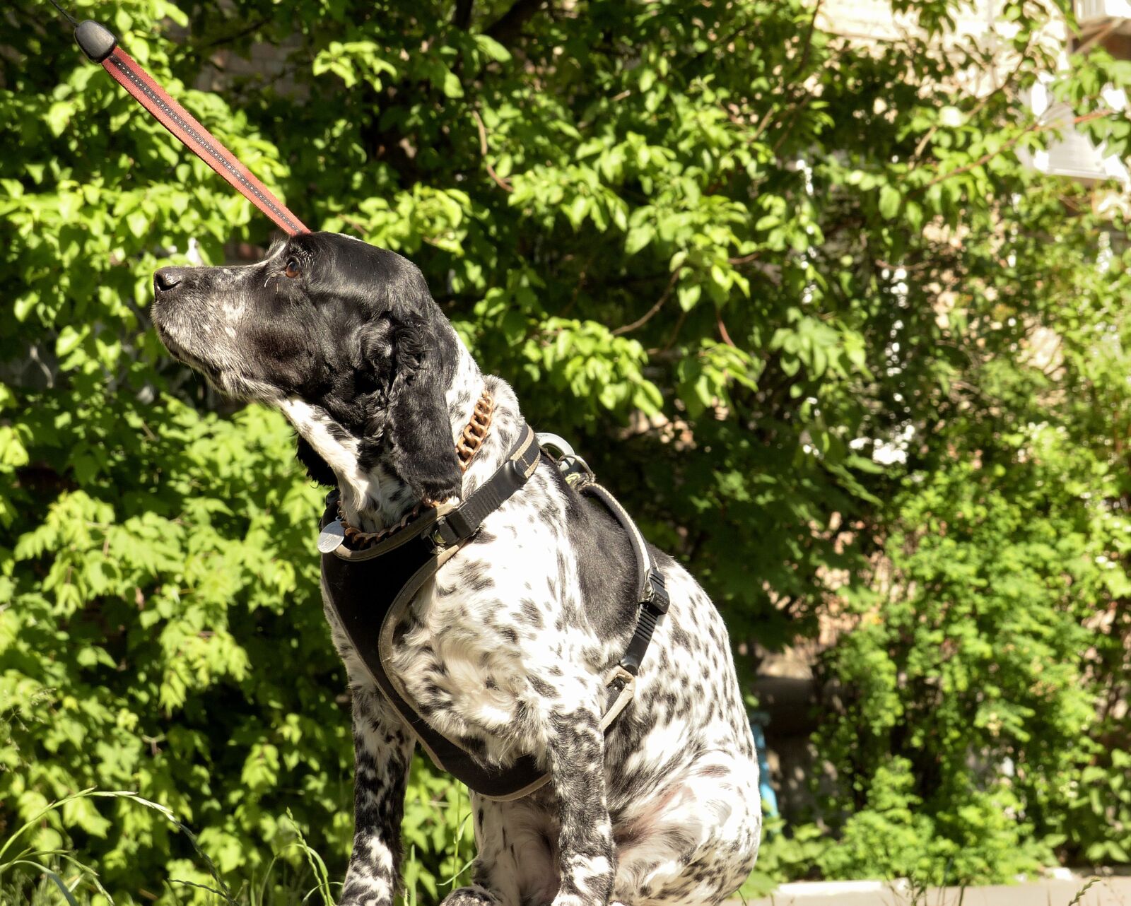 Panasonic Lumix DMC-FZ200 sample photo. Spaniel, dog, pets photography