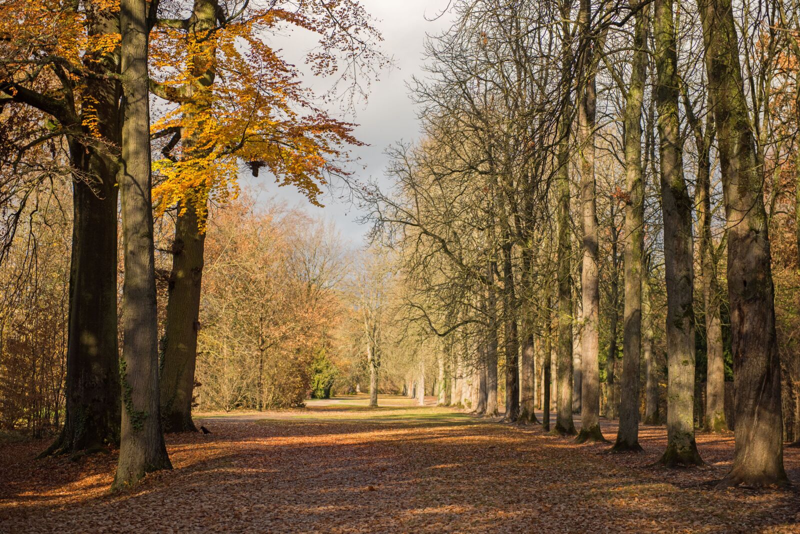 Nikon D810 sample photo. Palace, autumn, leaves photography