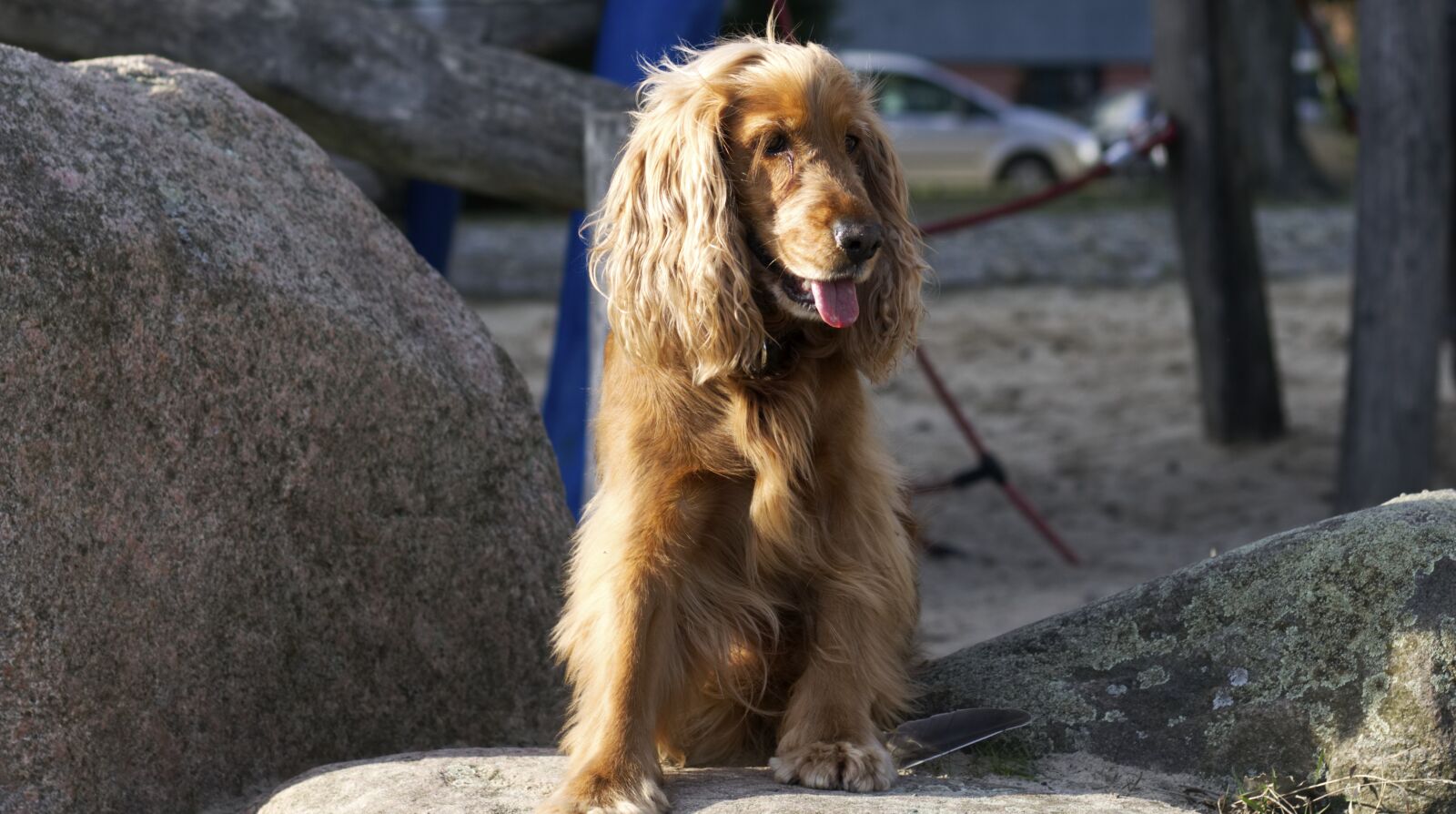 Canon EF 50mm F1.8 STM sample photo. Dog, pet, animal photography