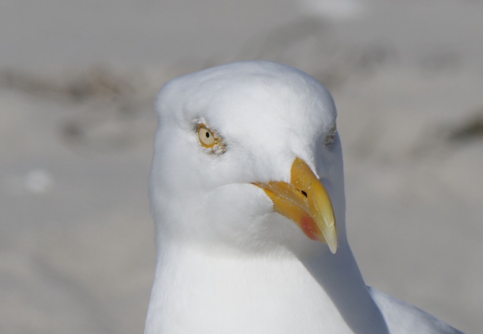 Panasonic Lumix DC-G9 sample photo. Bird, nature, gull photography