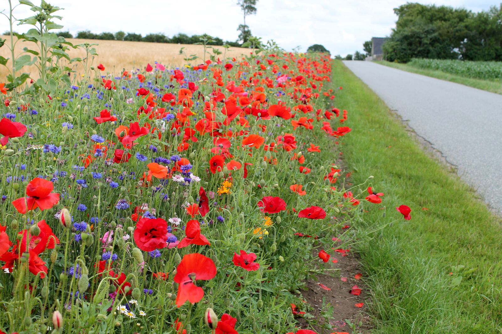 Canon EOS 1100D (EOS Rebel T3 / EOS Kiss X50) sample photo. Roadside, flowers, denmark photography
