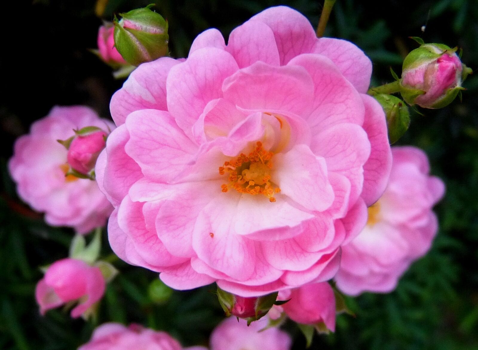 Panasonic Lumix DMC-FZ28 sample photo. Blossom, bloom, nature photography