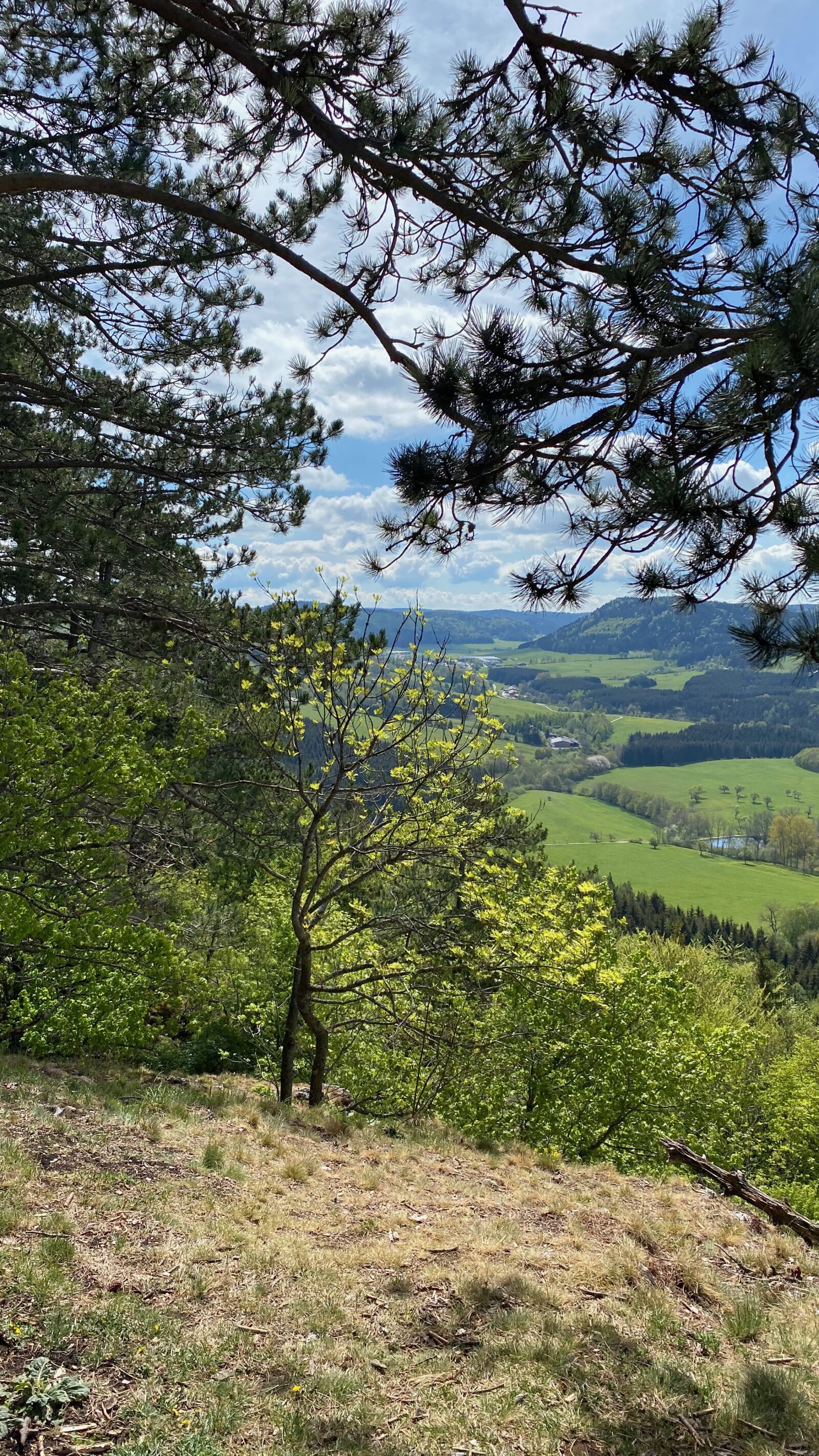 Apple iPhone 11 Pro sample photo. Sheep mountain, animal tight photography
