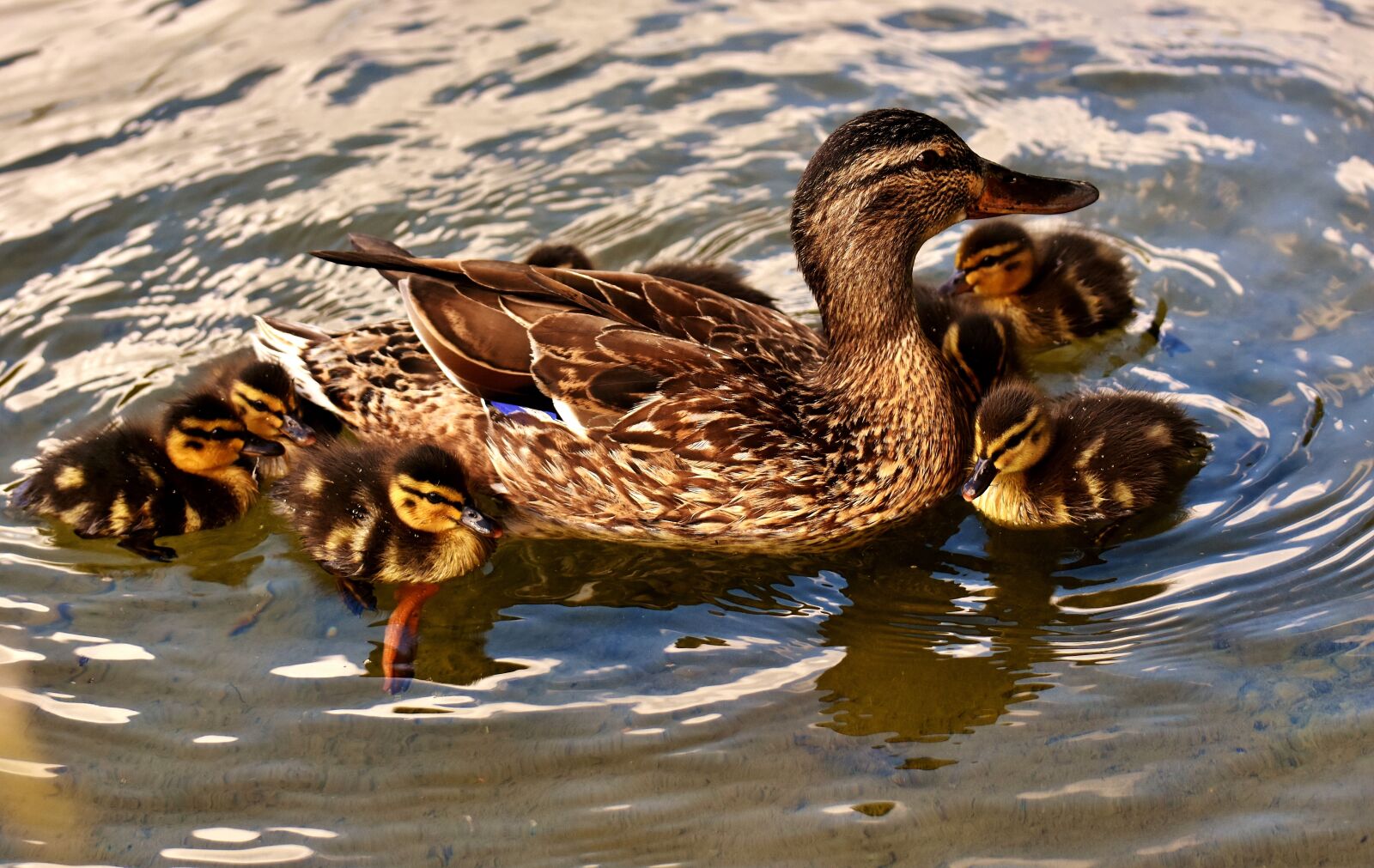 Nikon D7200 sample photo. Mallard, chicks, baby photography