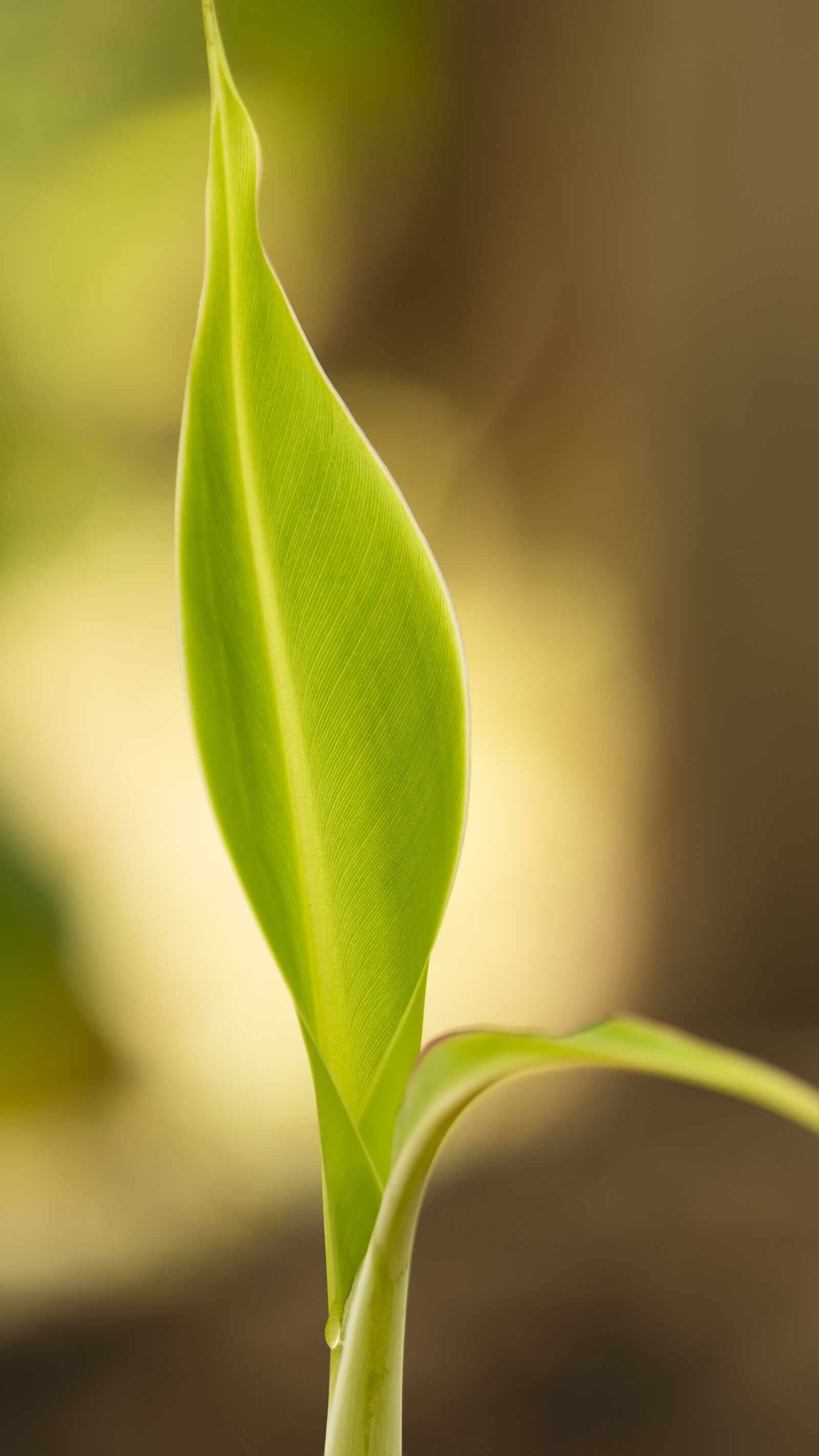 Nikon D850 sample photo. Banana, leaf, green photography