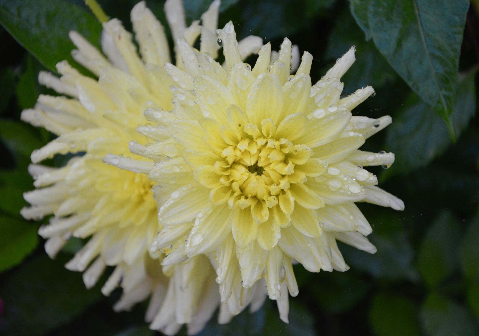 Nikon D5200 sample photo. Flowers, petals yellow white photography