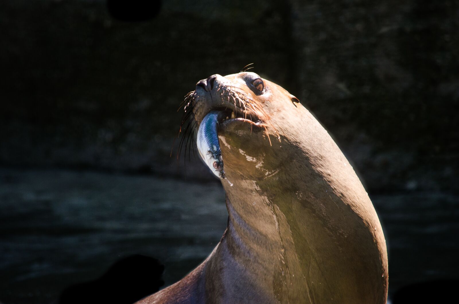 Nikon D5100 sample photo. Nature, waters, animal world photography