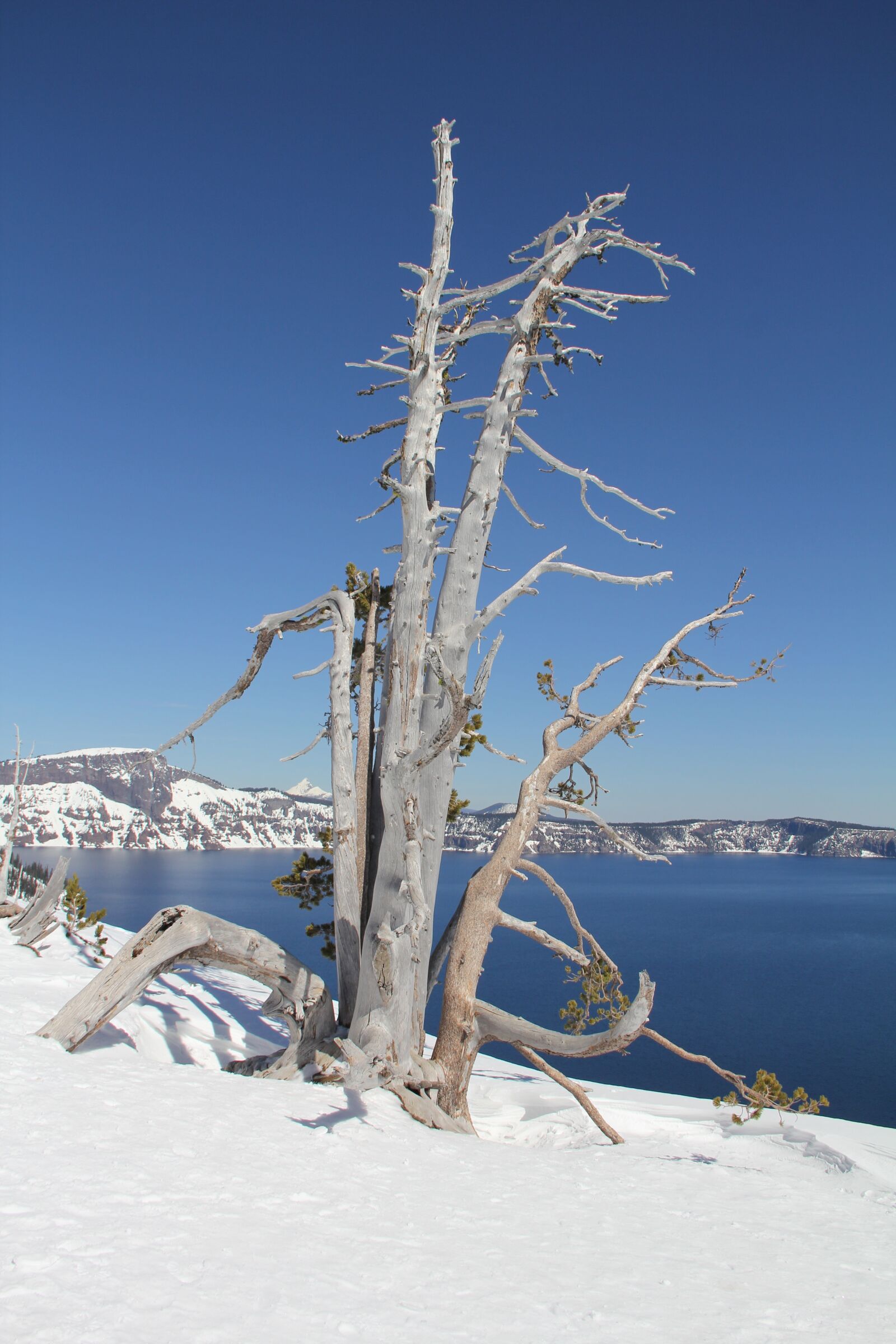 Canon EF-S 18-135mm F3.5-5.6 IS sample photo. Snow, tree, crater photography