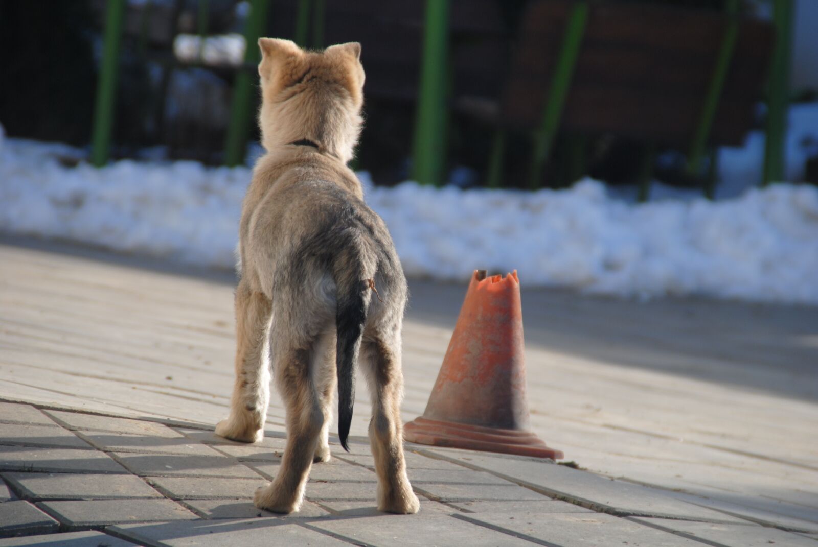 Nikon D3000 sample photo. Dog, bitch, a wall photography