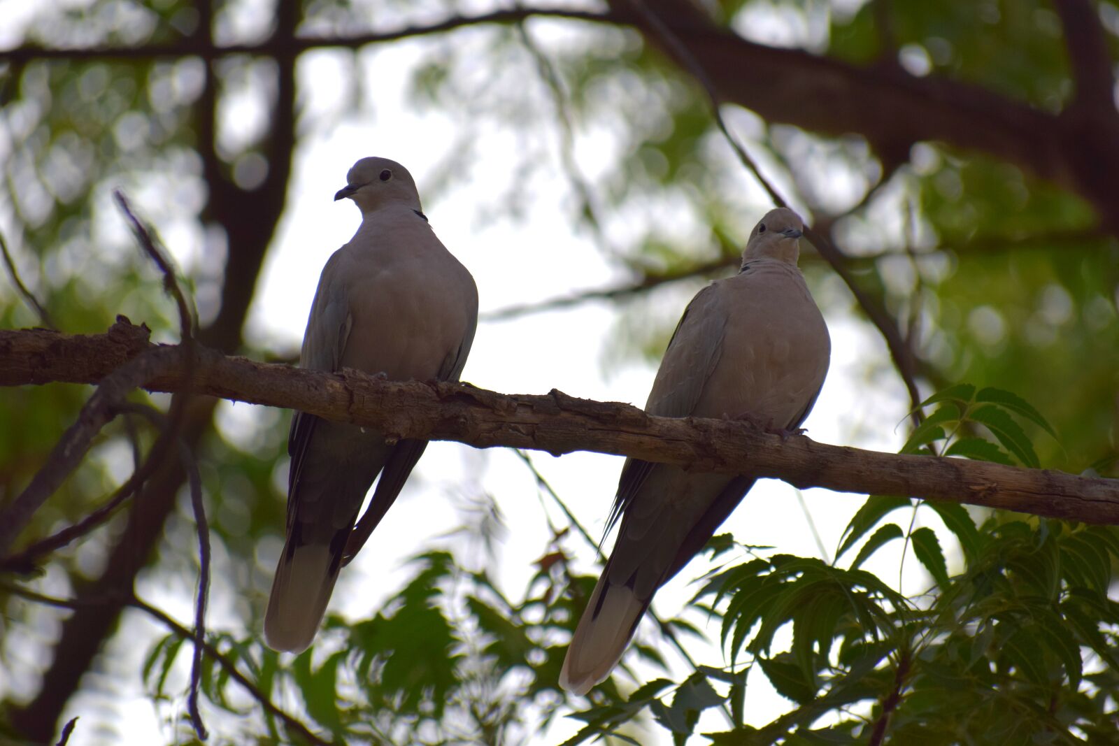 Nikon D3300 sample photo. Nature, birds, pigeon photography