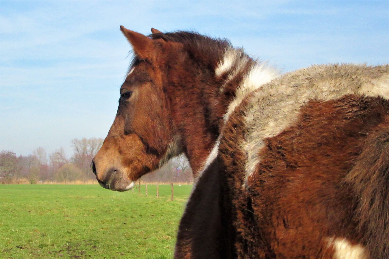 Canon PowerShot SX610 HS sample photo. Pony, horse, horses photography
