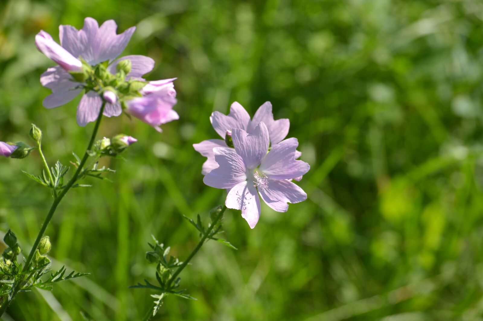 Nikon D3200 sample photo. Nature, flowers, summer photography