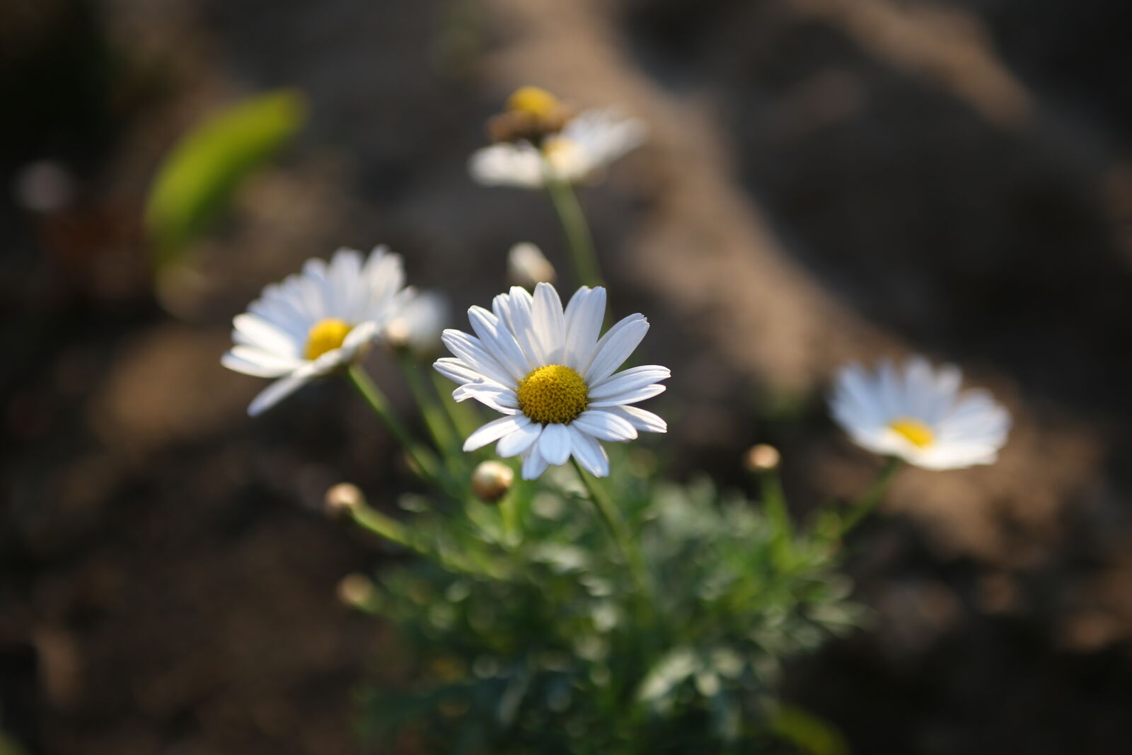 Canon EOS 6D sample photo